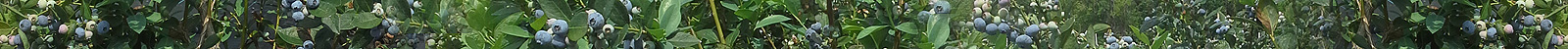 Blueberries Blueberries