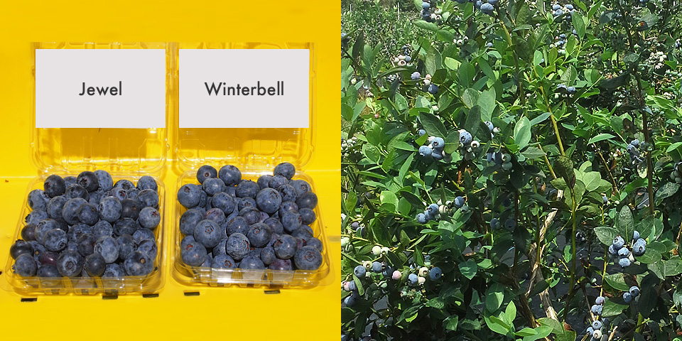 Winterbell vs Jewel Winterbell vs Jewel