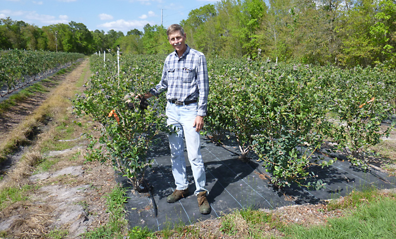 Florida Blueberry Nursery