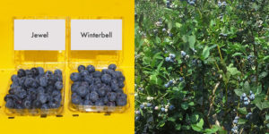 Jewel vs Winterbell